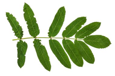 Beyaz bir arka plan üzerinde kül ağacıdöküm.