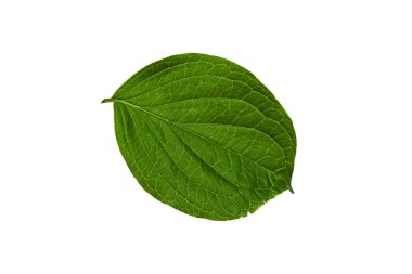 Beyaz arka plan üzerinde yeşil genç yaprak.