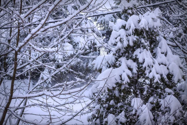 Çalılarda ve ağaçlarda çok fazla kar var.. — Stok fotoğraf