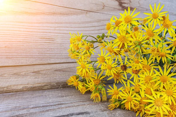 Margaritas de campo amarillo se encuentran en tablas de madera natural . —  Fotos de Stock