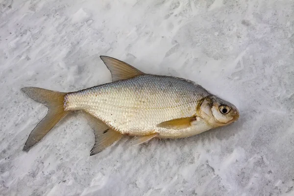 Bream fish, peixe fresco deitado na neve, gelo nevado de um lago, rio no inverno . — Fotografia de Stock