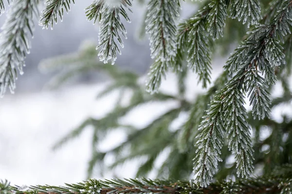 圣诞树树枝上的雪. — 图库照片