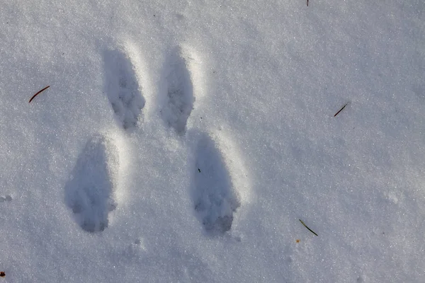 Traces of a hare in the snow. — Stock Image Traces of a hare in the snow. Royalty Free Stock Photos