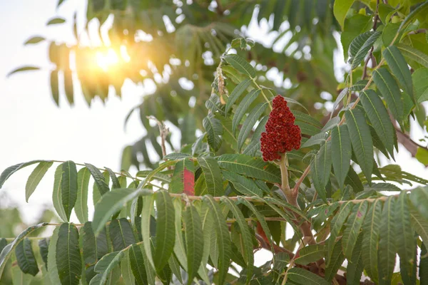 Rhus coriaria, yaygın Sicilya sumak, tanner sumach veya karaağaç-bıraksu sumach denir.