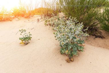 Feverweed dikenli bitki plaj kum üzerinde closeup. Çiçek açan Eryngium bitkilerinin çalıları kum tepeleri arasında büyüyor. Çöl kaktüs bitkisi. Tazelik konsepti.