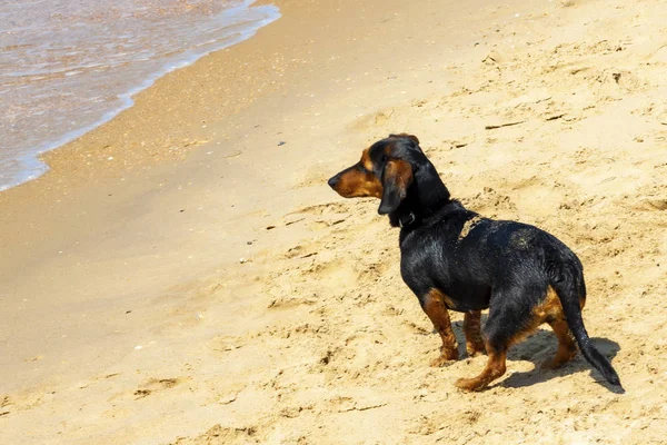 Hond op het strand aan zee. — Stockfoto