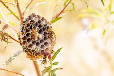 Nest wasps on a piece of grass. clipart