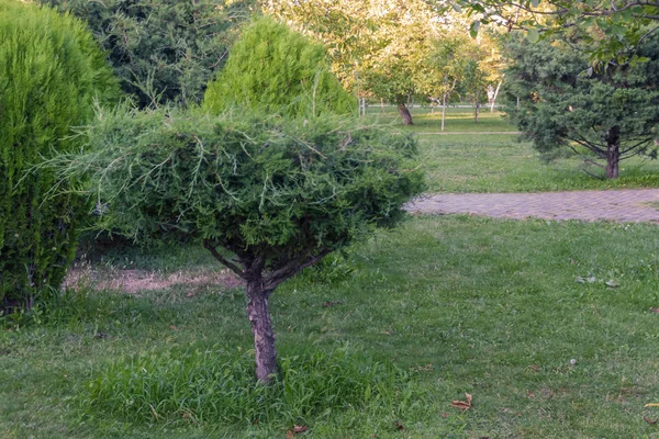 Solitario, basso, giovane, bellissimo albero nel giardino . — Foto Stock