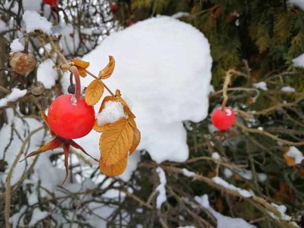 第一场雪的背景上的玫瑰果浆果. — 图库照片