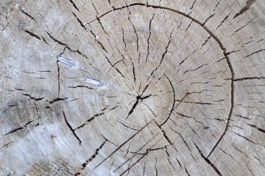 Eski ağacın yapısı yakın çekim.