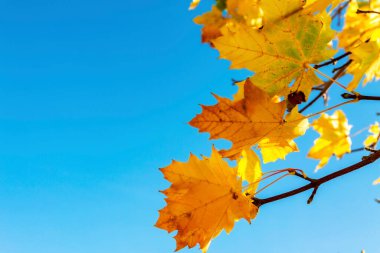 Mavi gökyüzüne karşı ağaç dallarında sonbahar yaprakları