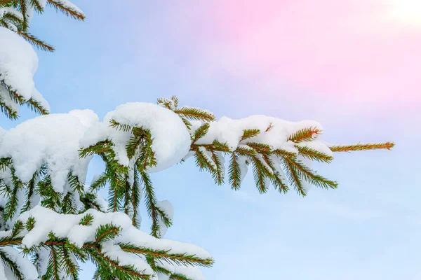 在蓝天的映衬下 圣诞树的枝头长满了雪 — 图库照片