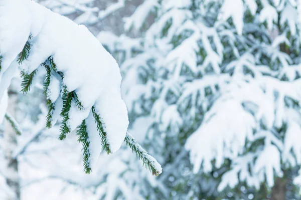 圣诞树的枝子上下着大雪 冬季概念 — 图库照片