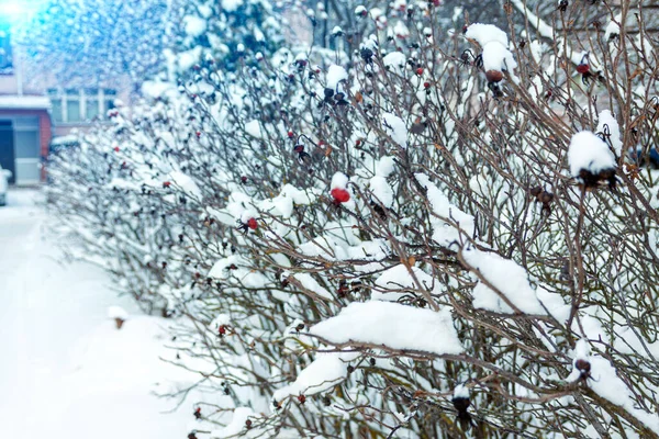 冬天的风景 树枝上的大雪 — 图库照片