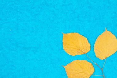 Sonbahar akçaağaç yaprakları renkli arkaplanda.