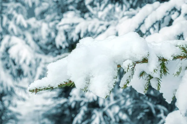 雪落在圣诞树的树枝上 — 图库照片