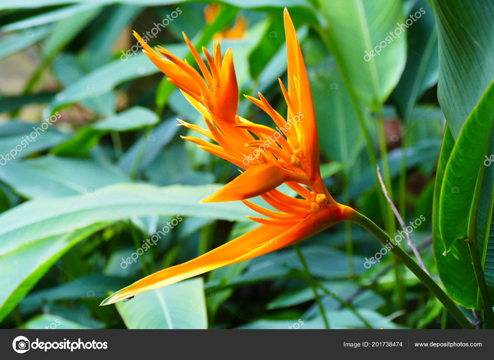 Charming Blooming Exotic Tropical Flowers Nature Background Stock