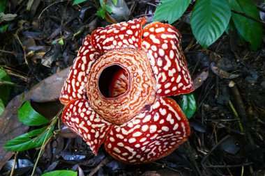 a beautiful bud of blooming, red, giant rafflesia against the background of a tropical rainy forest. clipart