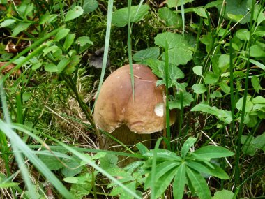 çim ve orman arka planı ormanda mantar.