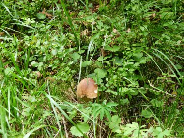 çim ve orman arka planı ormanda mantar.