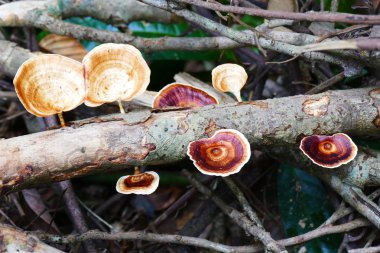 çim ve orman arka planı ormanda mantar.