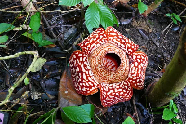 a beautiful bud of blooming, red, giant rafflesia against the background of a tropical rainy forest.