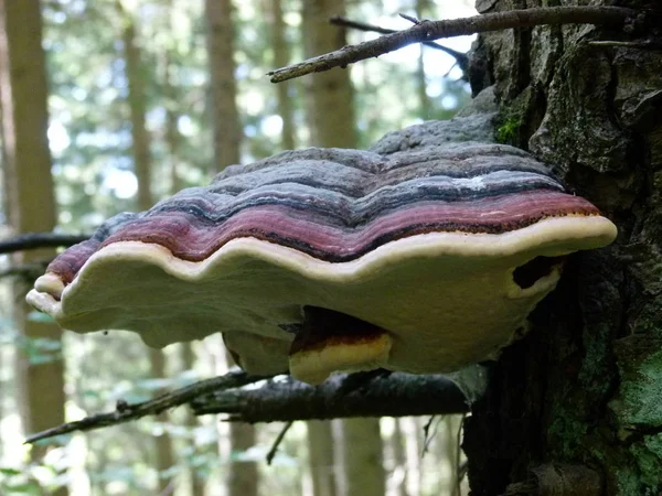 Champignon Dans Forêt Sur Fond Herbe Forêt — Photo