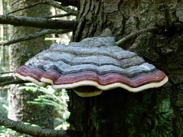 Champignon Dans Forêt Sur Fond Herbe Forêt — Photo