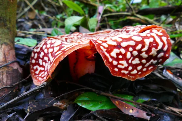 Beau Bourgeon Fleurs Rouge Tombola Géant Sur Fond Forêt Tropicale — Photo