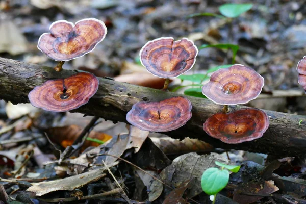 mushroom in the forest against the background of grass and forest.