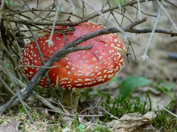 Hongo Bosque Contra Fondo Hierba Bosque — Foto de Stock