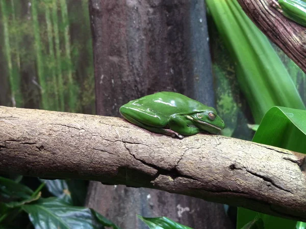 Foto Foto Una Hermosa Rana Fondo Una Naturaleza Encantadora Viviente — Foto de Stock