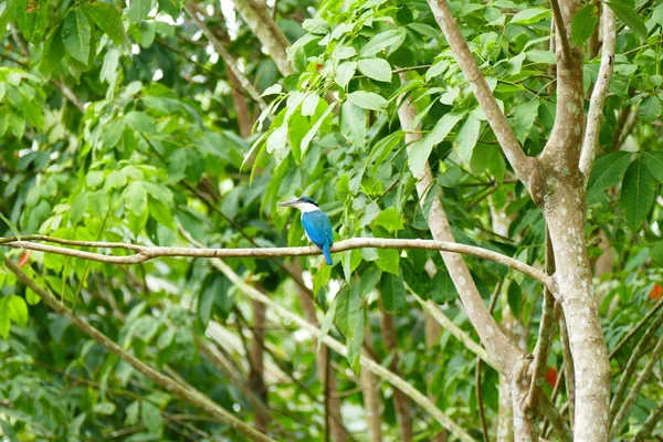 Beautiful tropical bird on a green tropical forest background.