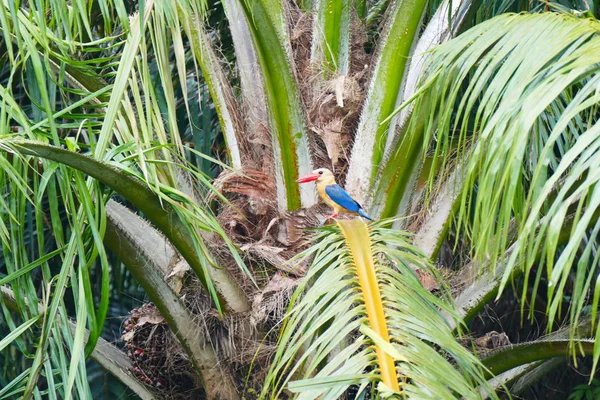 Piękne Tropikalne Ptak Tle Zielonych Lasów Tropikalnych — Zdjęcie stockowe