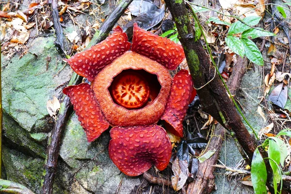 a beautiful bud of blooming, red, giant rafflesia against the background of a tropical rainy forest.