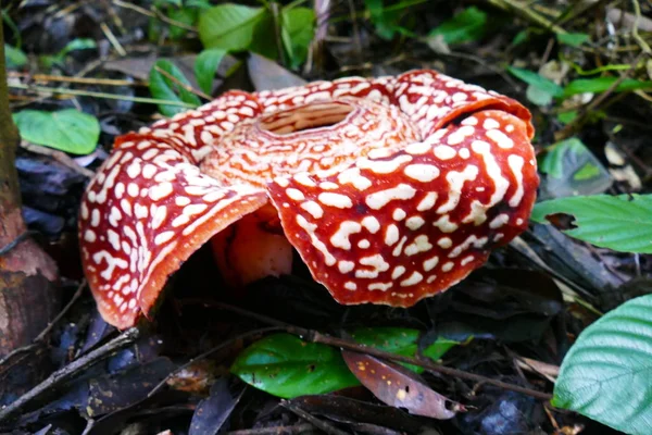 Çiçek Açan Kırmızı Dev Rafflesia Tropik Yağmur Ormanı Arka Planı — Stok fotoğraf