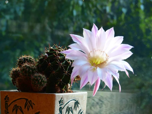 Delicioso Cactus Floreciente Sobre Fondo Natural — Foto de Stock