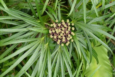 Büyüleyici bir doğa arka plan üzerinde egzotik tropik çiçekler açan.