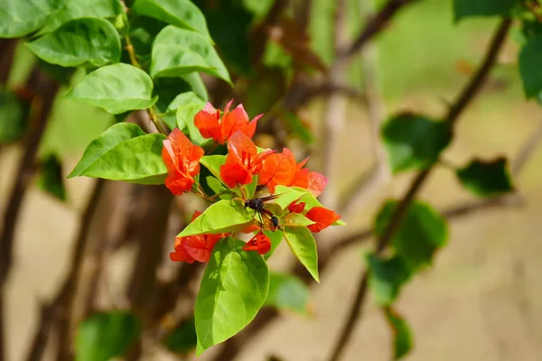 Flores Tropicales Exóticas Florecientes Encantadoras Sobre Fondo Natural — Foto de Stock