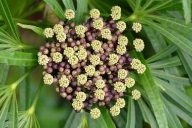 Büyüleyici bir doğa arka plan üzerinde egzotik tropik çiçekler açan.