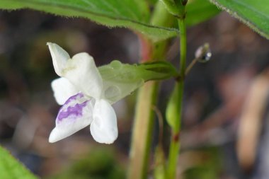 Büyüleyici bir doğa arka plan üzerinde egzotik tropik çiçekler açan.