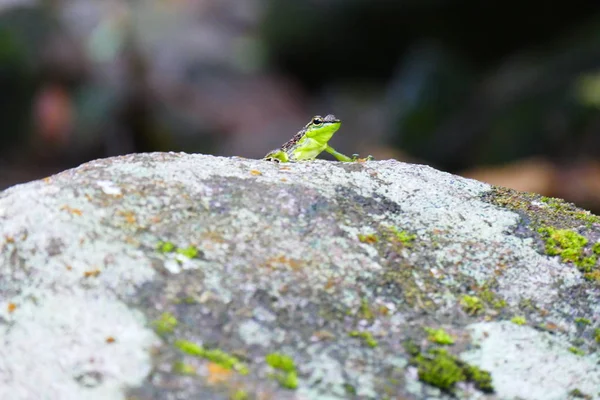 生活快適な自然の背景に美しいカエルの写真画像 — ストック写真