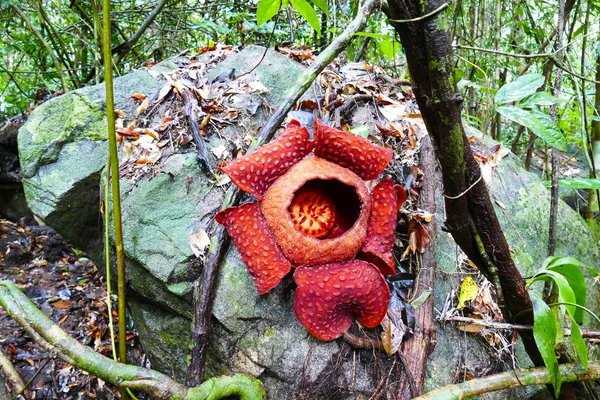 Belo Botão Floração Vermelho Rafflesia Gigante Contra Fundo Uma Floresta — Fotografia de Stock