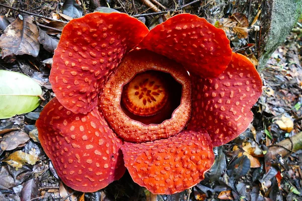 Çiçek Açan Kırmızı Dev Rafflesia Tropik Yağmur Ormanı Arka Planı — Stok fotoğraf