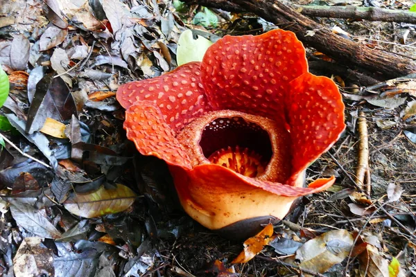 Çiçek Açan Kırmızı Dev Rafflesia Tropik Yağmur Ormanı Arka Planı — Stok fotoğraf