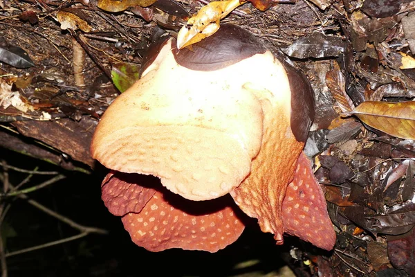 Çiçek Açan Kırmızı Dev Rafflesia Tropik Yağmur Ormanı Arka Planı — Stok fotoğraf