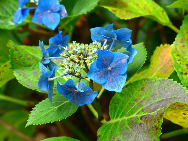 Charmante Exotische Tropische Bloemen Een Achtergrond Van Natuur Bloei — Stockfoto