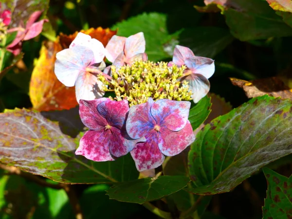 Charmante Exotische Tropische Bloemen Een Achtergrond Van Natuur Bloei — Stockfoto