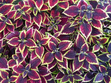 güzel doğal çiçek duvar kağıdı ekran için yaprakları.