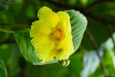 Büyüleyici bir doğa arka plan üzerinde egzotik tropik çiçekler açan